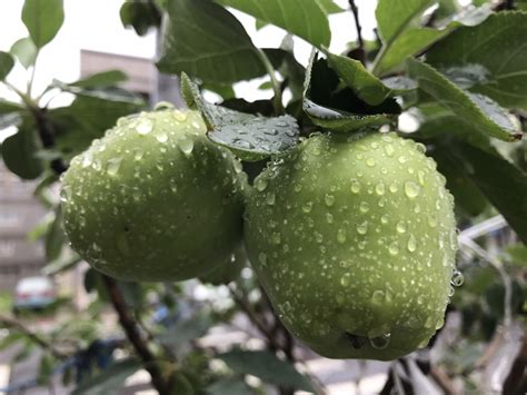 適合北部種植的果樹|藍山園藝